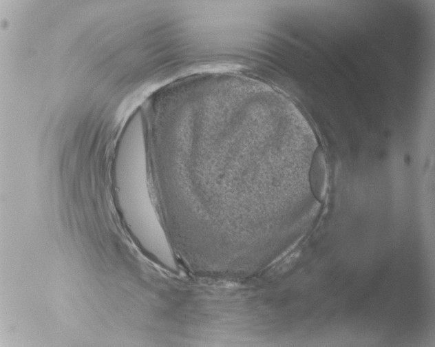 X0000051860337200507151826