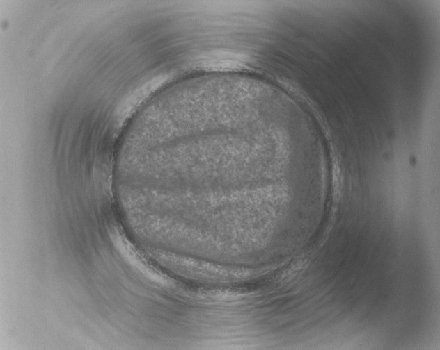 X0000051860533200507151823