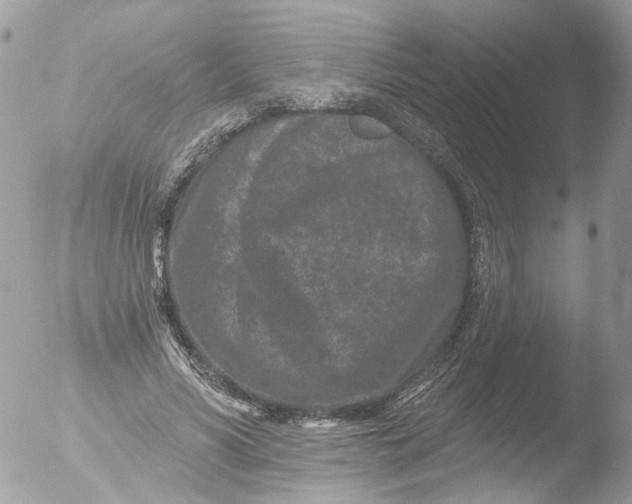 X0000051860590200507151822