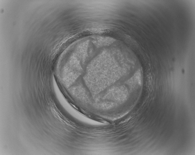 X0000051860596200507151822