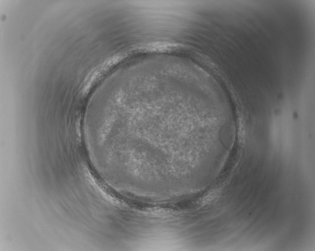 X0000051860633200507151821