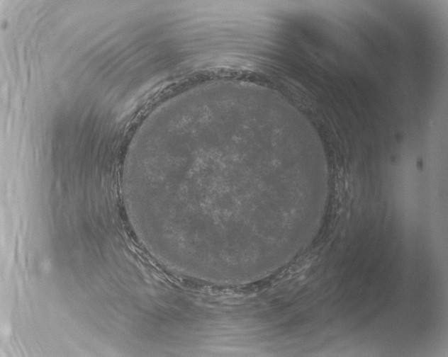 X0000051860774200507151819