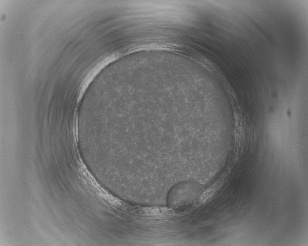 X0000051860804200507151819