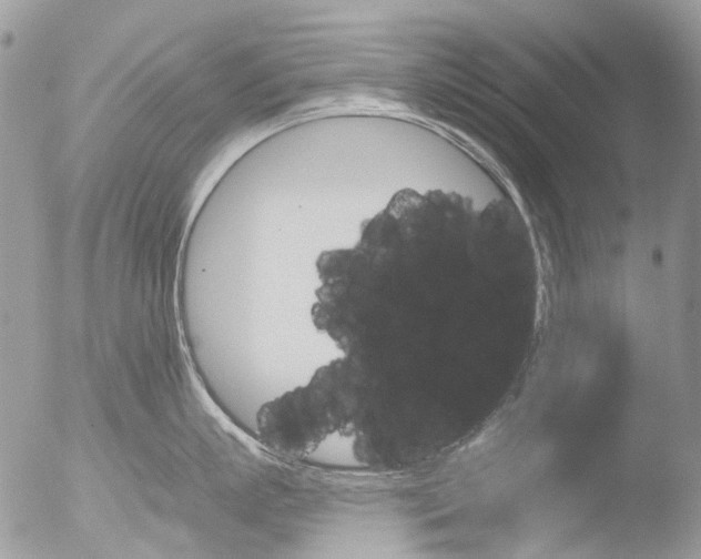 X0000051860863200507151818