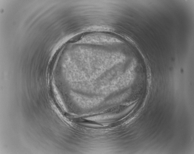 X0000051860981200507151816