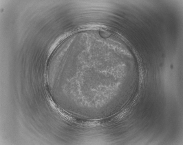 X0000051860994200507151815