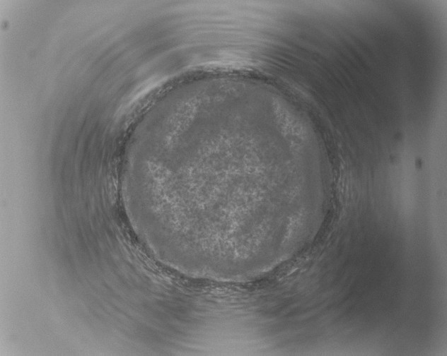 X0000051861015200507151815