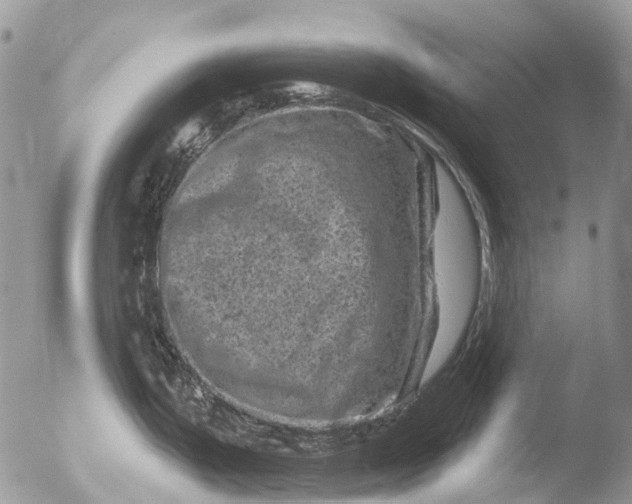 X0000051861199200507151812