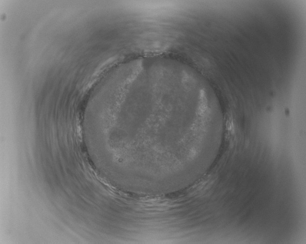 X0000051861252200507151811