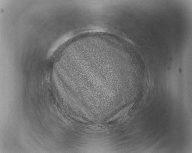 X0000051861255200507151811