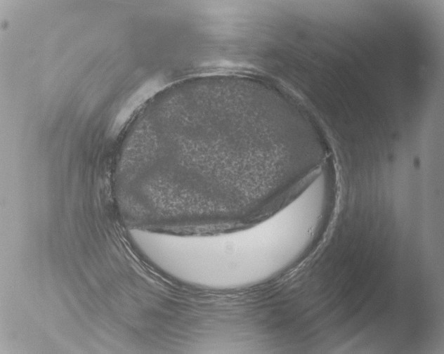 X0000051861259200507151811