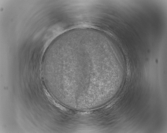 X0000051861278200507151811