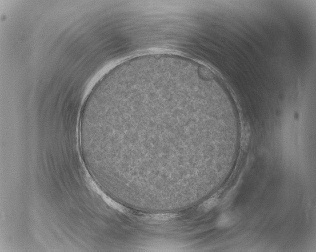 X0000051861294200507151810