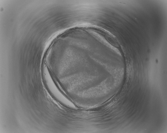 X0000051861327200507151810