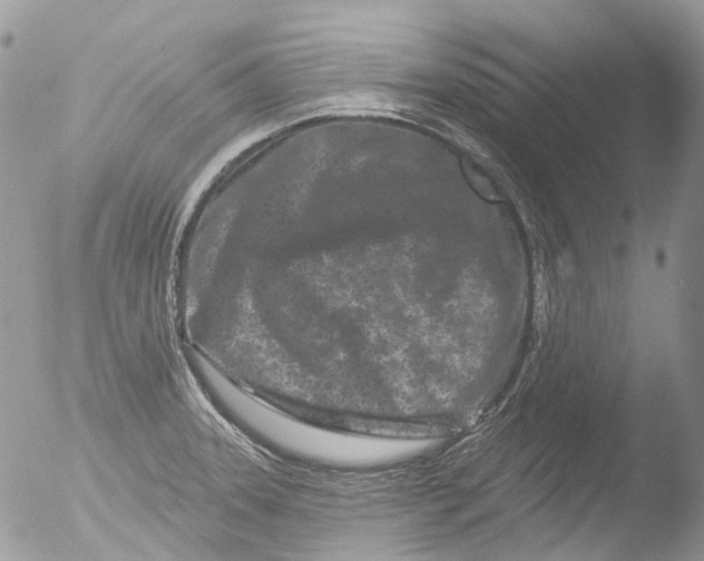 X0000051861331200507151810