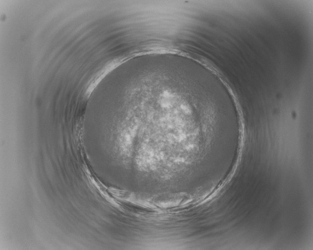 X0000051861385200507151809