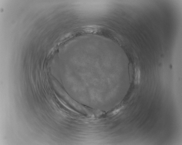 X0000051861394200507151808