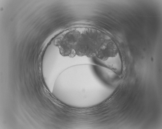 X0000051861435200507151809