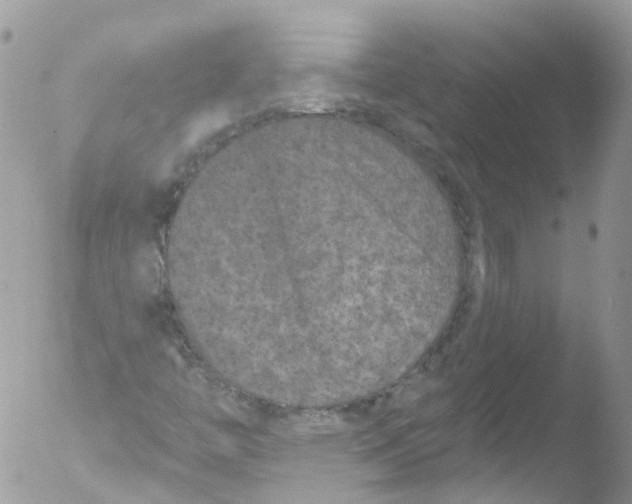 X0000051861446200507151808