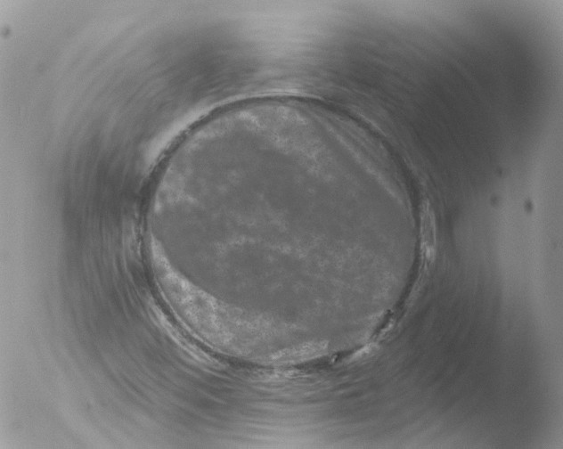 X0000051861452200507151808