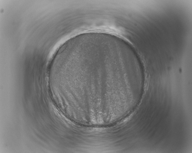 X0000051861506200507151807