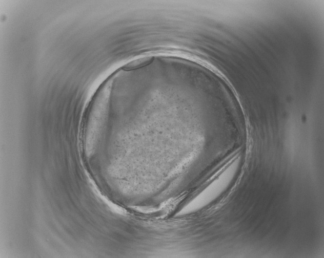 X0000051861533200507151807