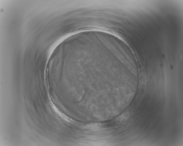 X0000051861535200507151807