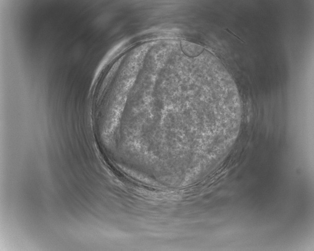 X0000051860004200507221909