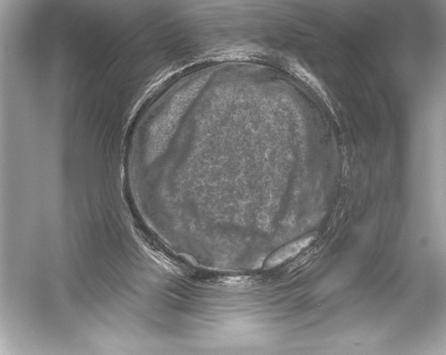 X0000051860059200507221908