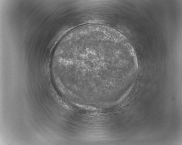 X0000051860098200507221907