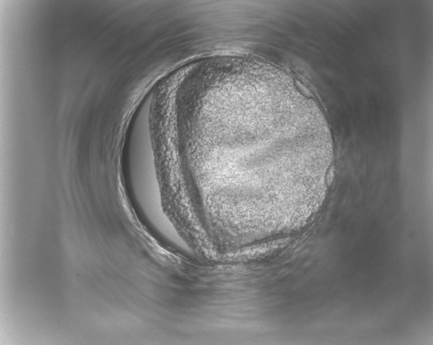 X0000051860145200507221906