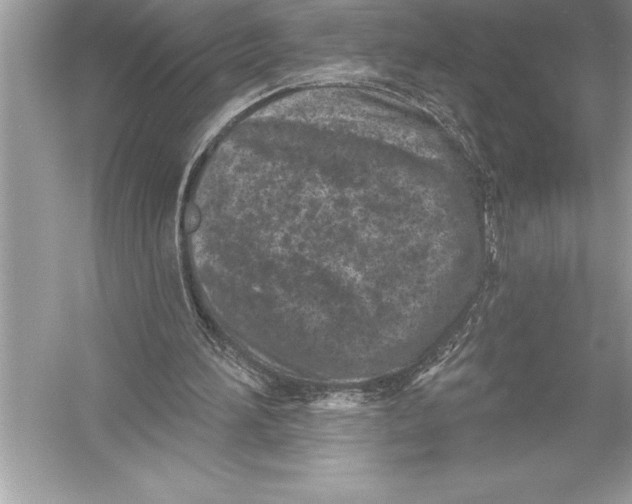 X0000051860196200507221906