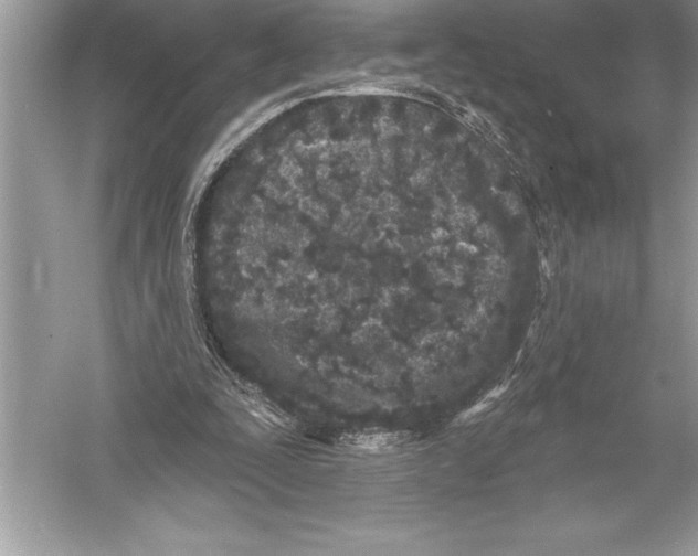 X0000051860295200507221904