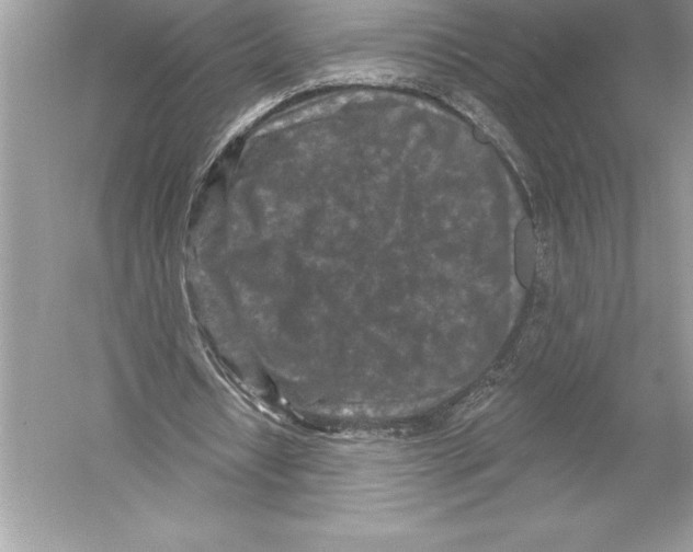 X0000051860434200507221901