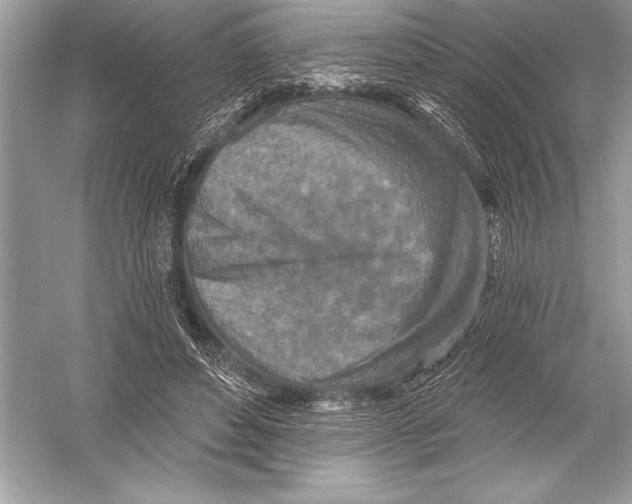 X0000051860496200507221901