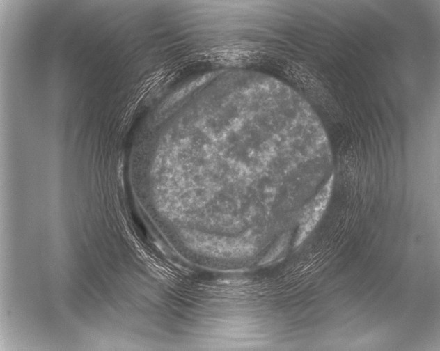 X0000051860694200507221857