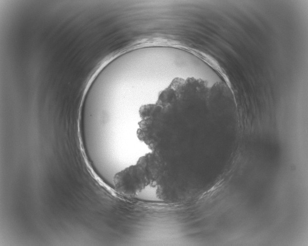 X0000051860863200507221855