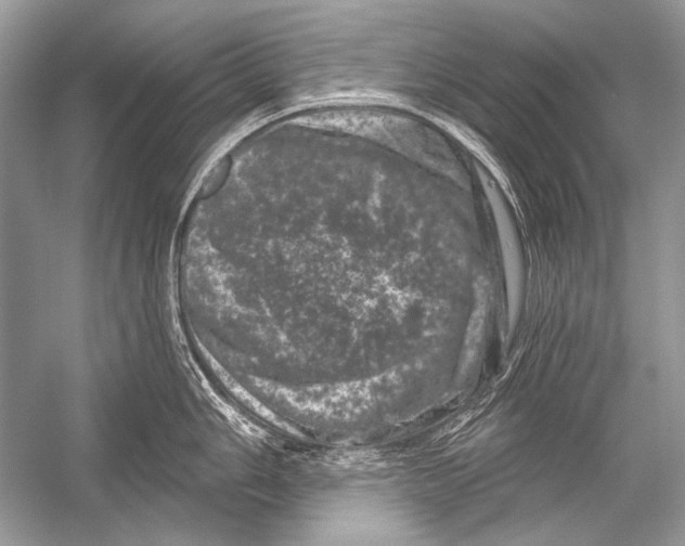 X0000051861006200507221852