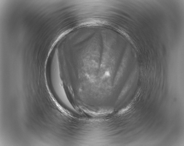 X0000051861034200507221851