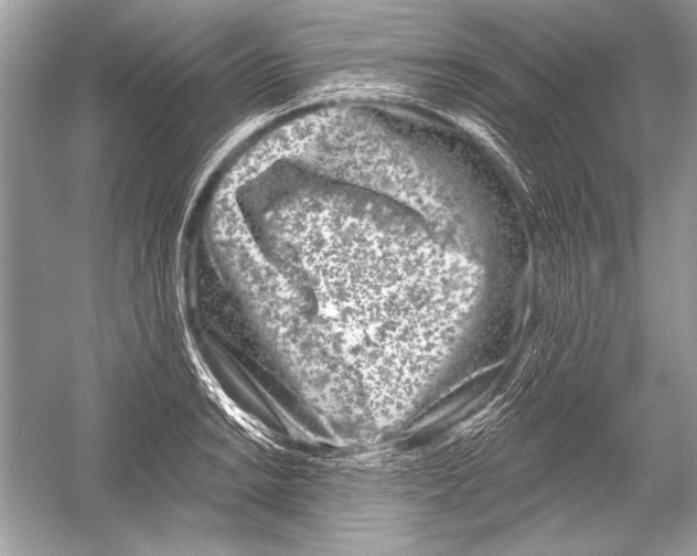 X0000051861038200507221851