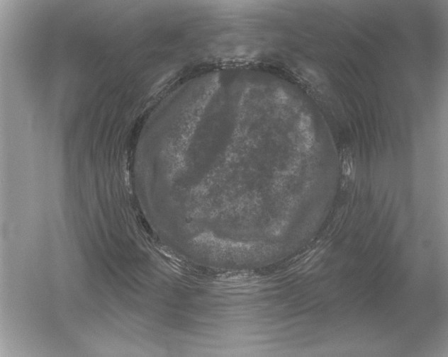 X0000051861252200507221848