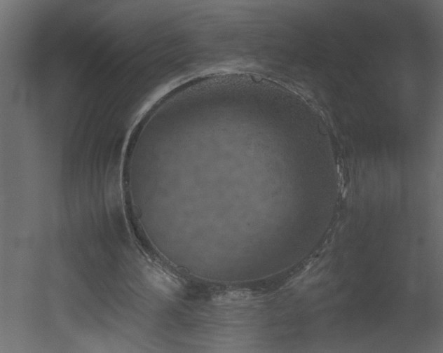 X0000051870196200506241356