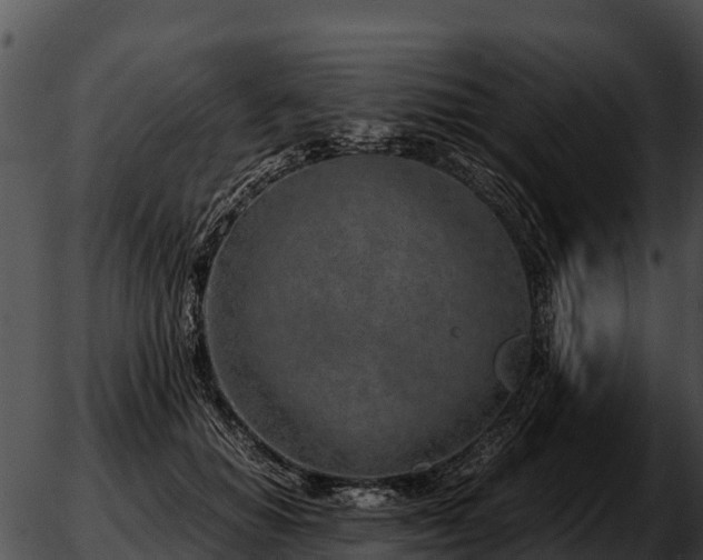 X0000051870654200507020007