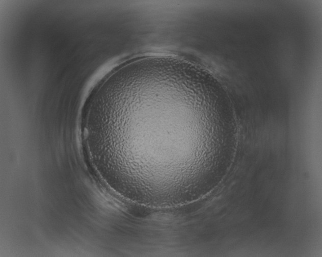 X0000051880294200506241421