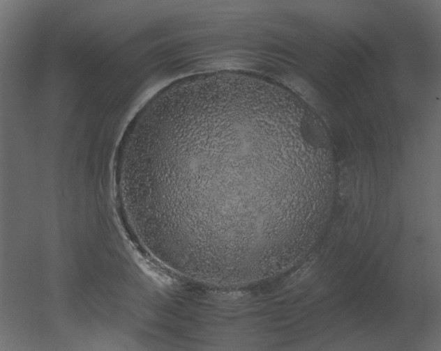 X0000051881031200506241408