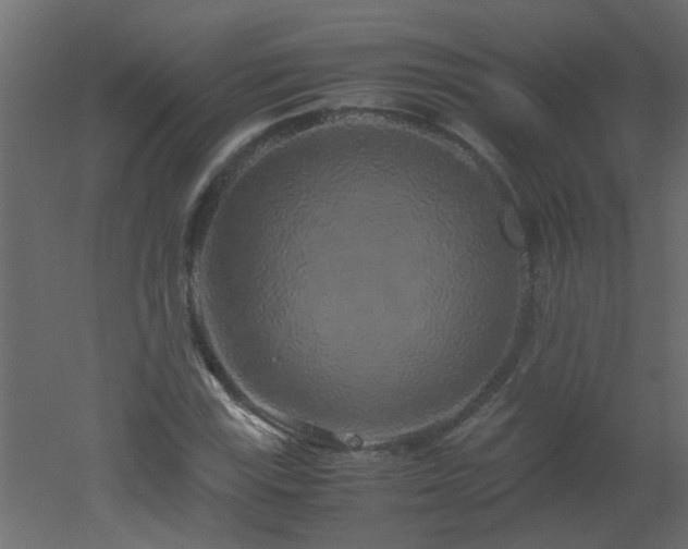 X0000051881115200506241406