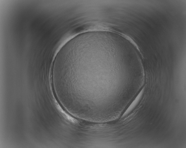 X0000051881387200506241402