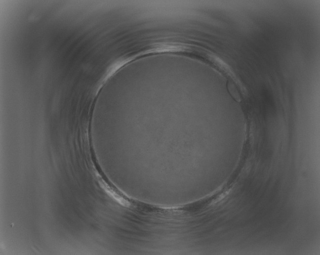 X0000051881417200506241401