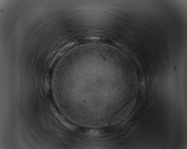 X0000051880566200507020034