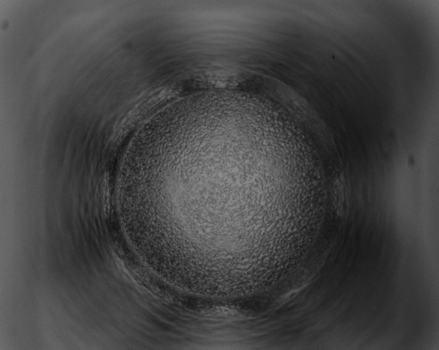 X0000051880594200507020033